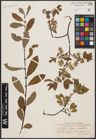 Foto von Salix aurita L. x Salix myrtilloides L. x Salix starkeana Willd.